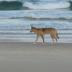 Fraser Island_Dingo